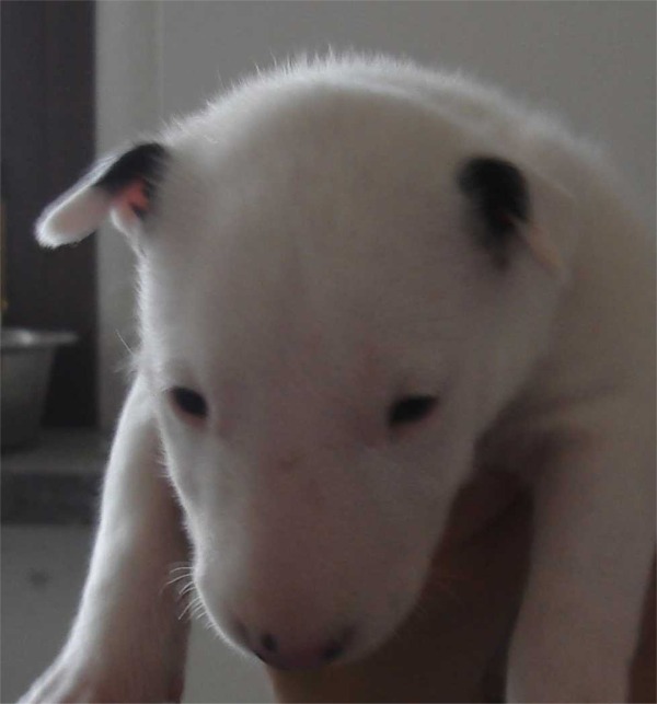 Bull Terrier hurricaneallevamento the lucifers bull